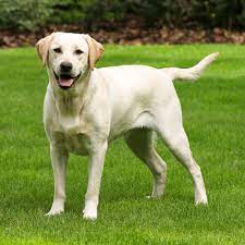 Labrador
