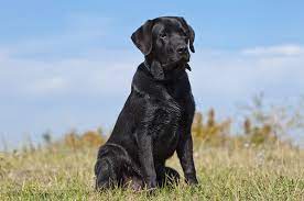 Labrador
