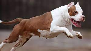 Pitbull