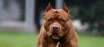Pitbull