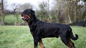 Rottweiler