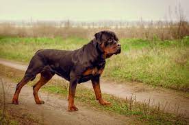 Rottweiler