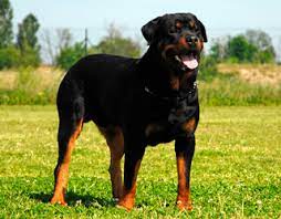 Rottweiler